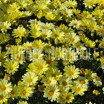 image de Argyranthemum Flutterby Yellow