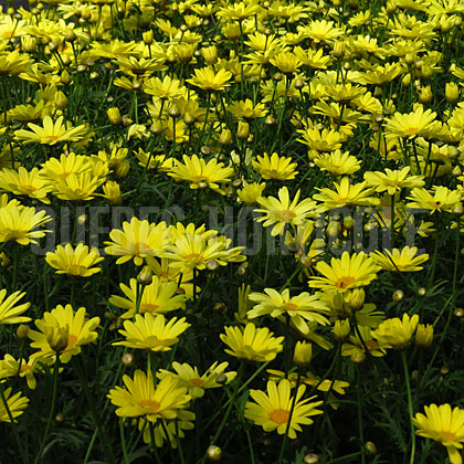 image de Argyranthemum Flutterby Yellow