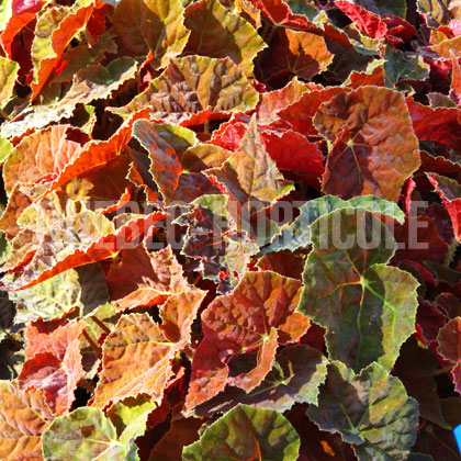 image de Begonia Autumn Ember
