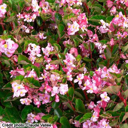 image de Begonia BabyWing® Pink