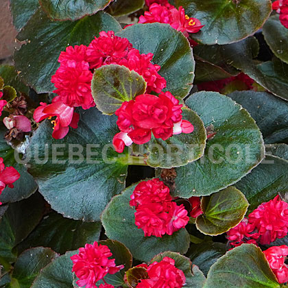 image de Begonia semperflorens Double Up™ Red