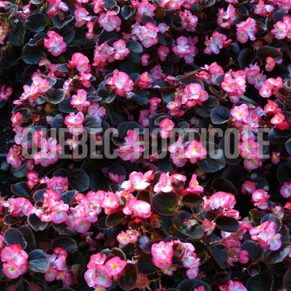 image de Begonia Senator iQ Rose Bicolour