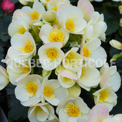 image de Begonia Valentino White®