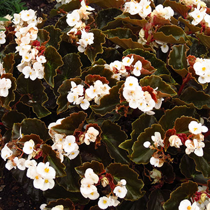 image de Begonia BabyWing® White Bronze Leaf