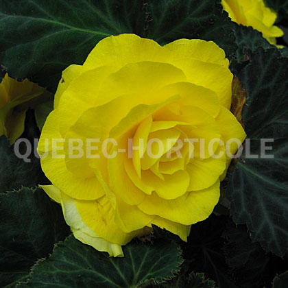image de Begonia Nonstop® Mocca Yellow