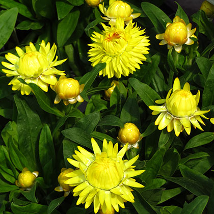 image de Xerochrysum bracteatum Strawburst Yellow