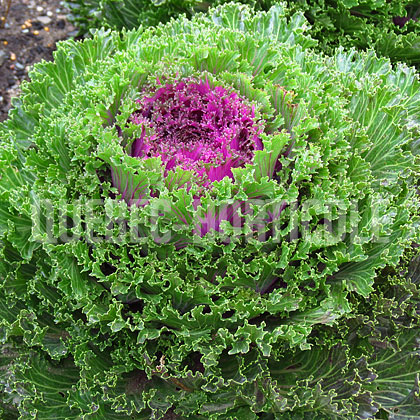 image de Brassica oleracea Glamour Red