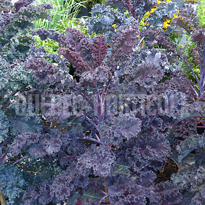 image de Brassica oleracea Redbor