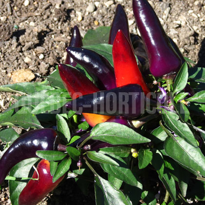 image de Capsicum annuum Wicked