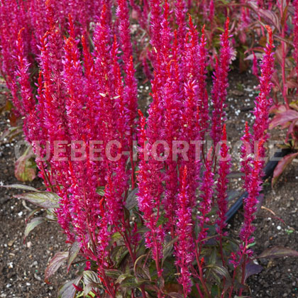 image de Celosia spicata Kelos® Candela Pink