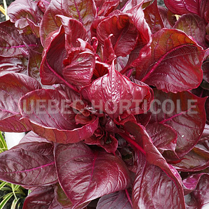 image de Celosia argentea Sol™ Lizzard Leaf