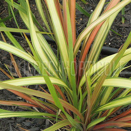 image de Cordyline Dance™ Cha Cha