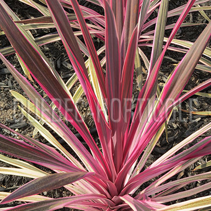 image de Cordyline Pink Passion