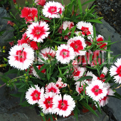 image de Dianthus Super Parfait™ Red Peppermint