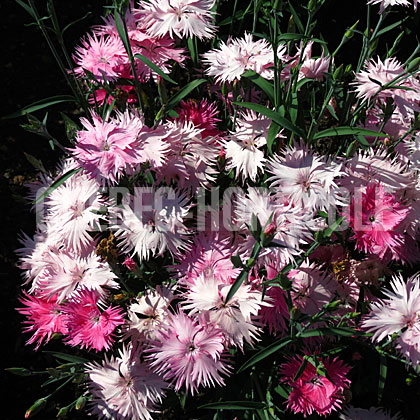 image de Dianthus x Supra Pink