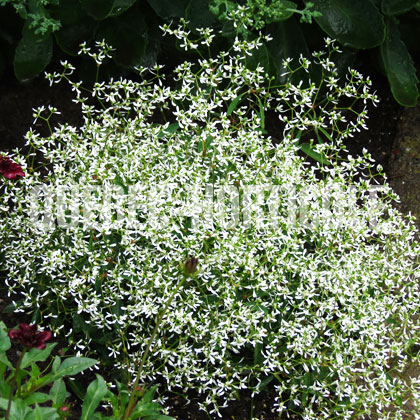 image de Euphorbia (Chamaesyce) Bling White Princess