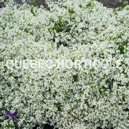 image de Euphorbia Diamond Snow®