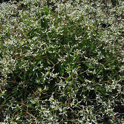 image de Euphorbia (Chamaesyce) Euphoric™ White