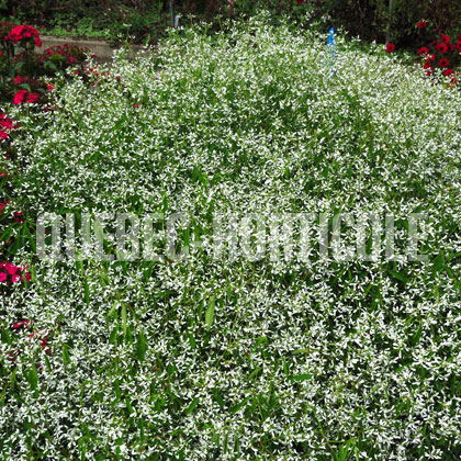 image de Euphorbia (Chamaesyce) Glamour