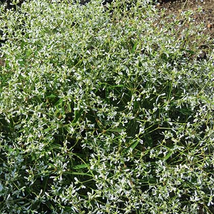 image de Euphorbia (Chamaesyce) Gloria