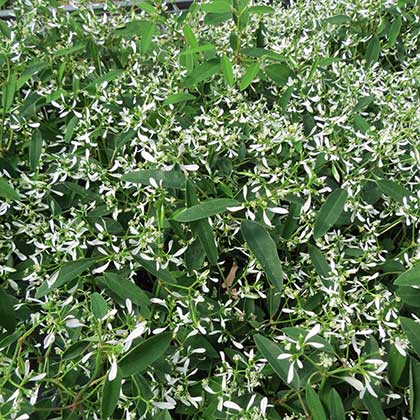 image de Euphorbia (Chamaesyce) Diamond Frost®