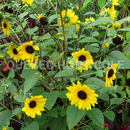 image de Helianthus Sunfinity™ Yellow Dark Center