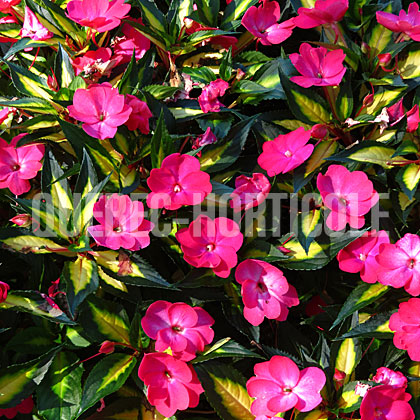 image de Impatiens SunPatiens® Compact Tropical Rose