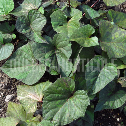 image de Ipomoea batatas South of The Border™ Chipotle