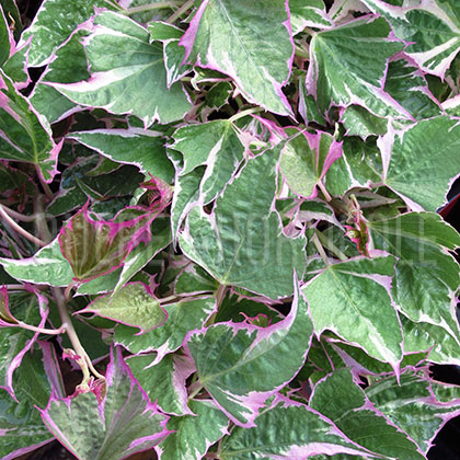 image de Ipomoea batatas Tricolor