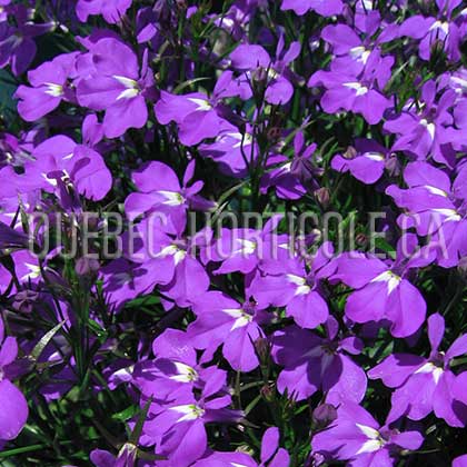 image de Lobelia erinus Purple Star