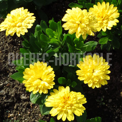 image de Osteospermum 4D Yellow