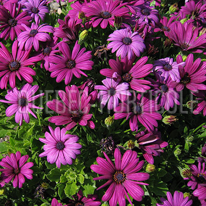 image de Osteospermum Akila Purple