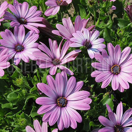 image de Osteospermum Asti™ Purple Bicolor