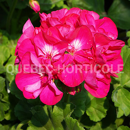 image de Pelargonium Calliope® Large Hot Rose