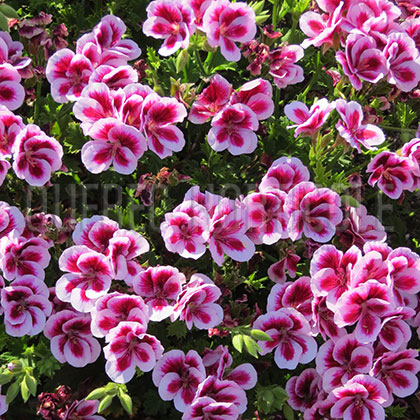 image de Pelargonium Candy Flowers™ Bicolour Regal