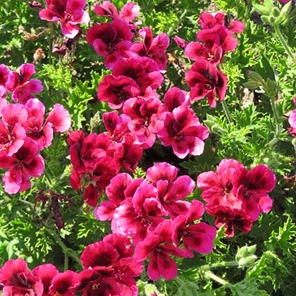 image de Pelargonium Candy Flowers™ Dark Red Regal