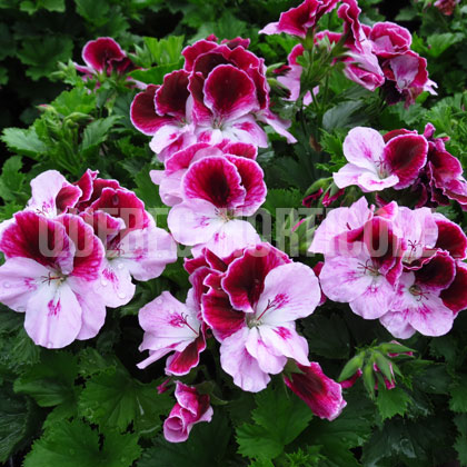 image de Pelargonium Elegance™ Purple Majesty