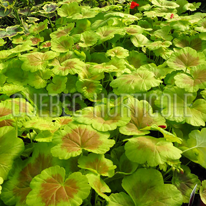 image de Pelargonium Occold Shield
