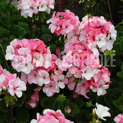 image de Pelargonium Pinto™ Premium White to Rose