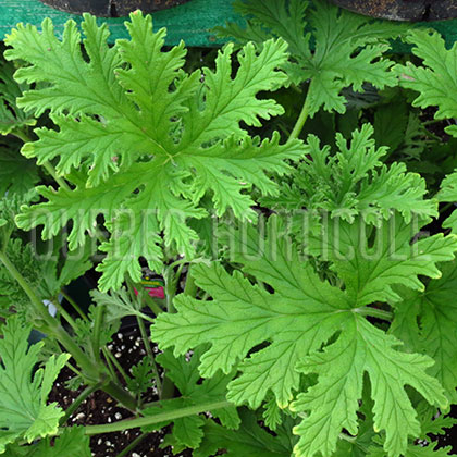 image de Pelargonium citrosum 