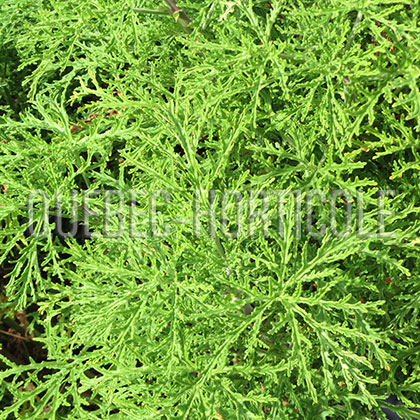 image de Pelargonium denticulatum 