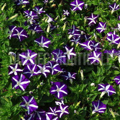 image de Petunia Blanket® Blue Star
