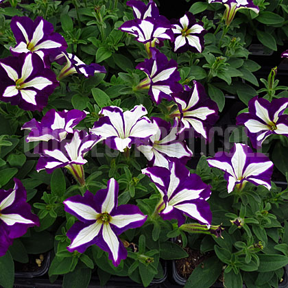 image de Petunia Starlet™ Purple Star