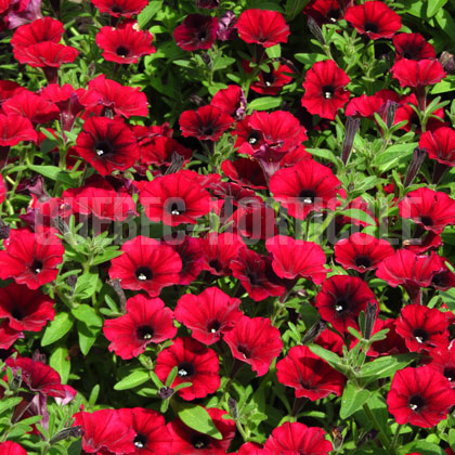 image de Petunia Supertunia® Black Cherry