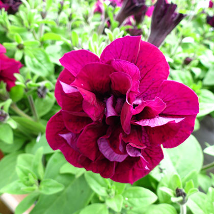 image de Petunia Sweet Sunshine™ Burgundy