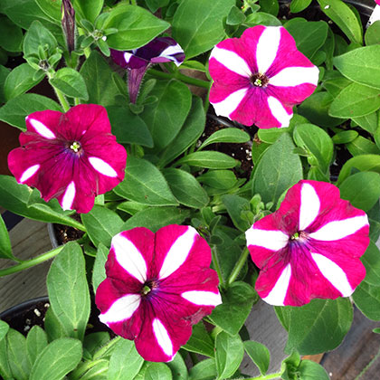 image de Petunia Easy Wave™ Burgundy Star