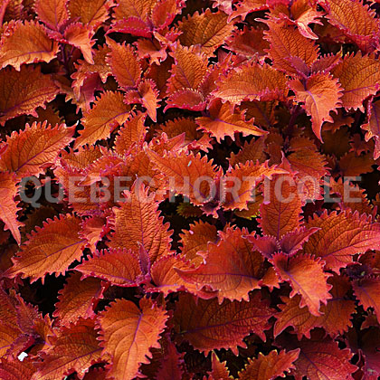 image de Plectranthus Colorblaze® Wicked Hot™