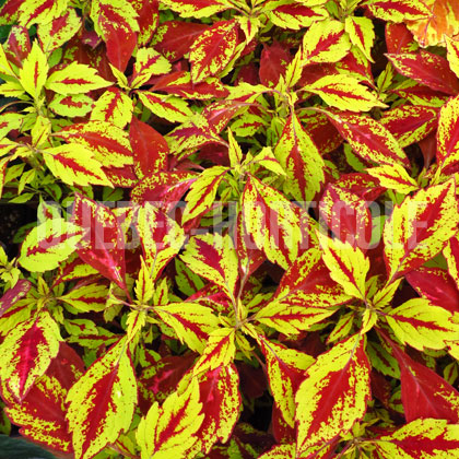 image de Plectranthus Pineapple Splash