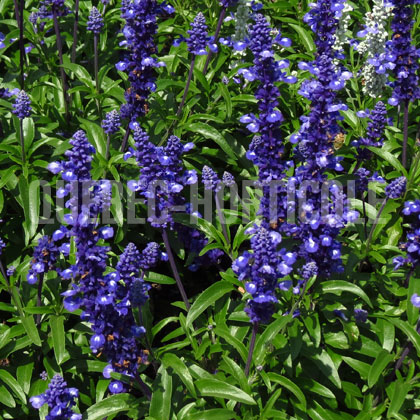 image de Salvia farinacea Mannequin Bright Blue
