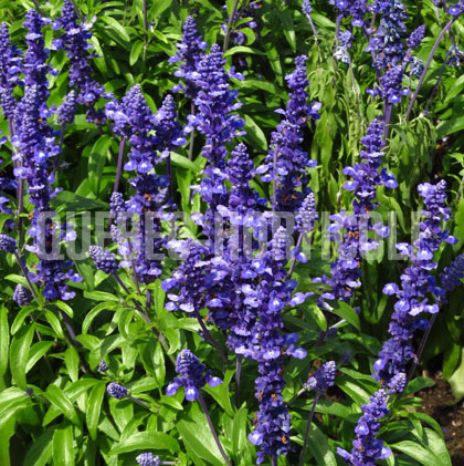 image de Salvia farinacea Sallyfun Blue